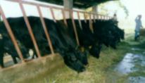 Click Here for details on NDA's Animal Health Services